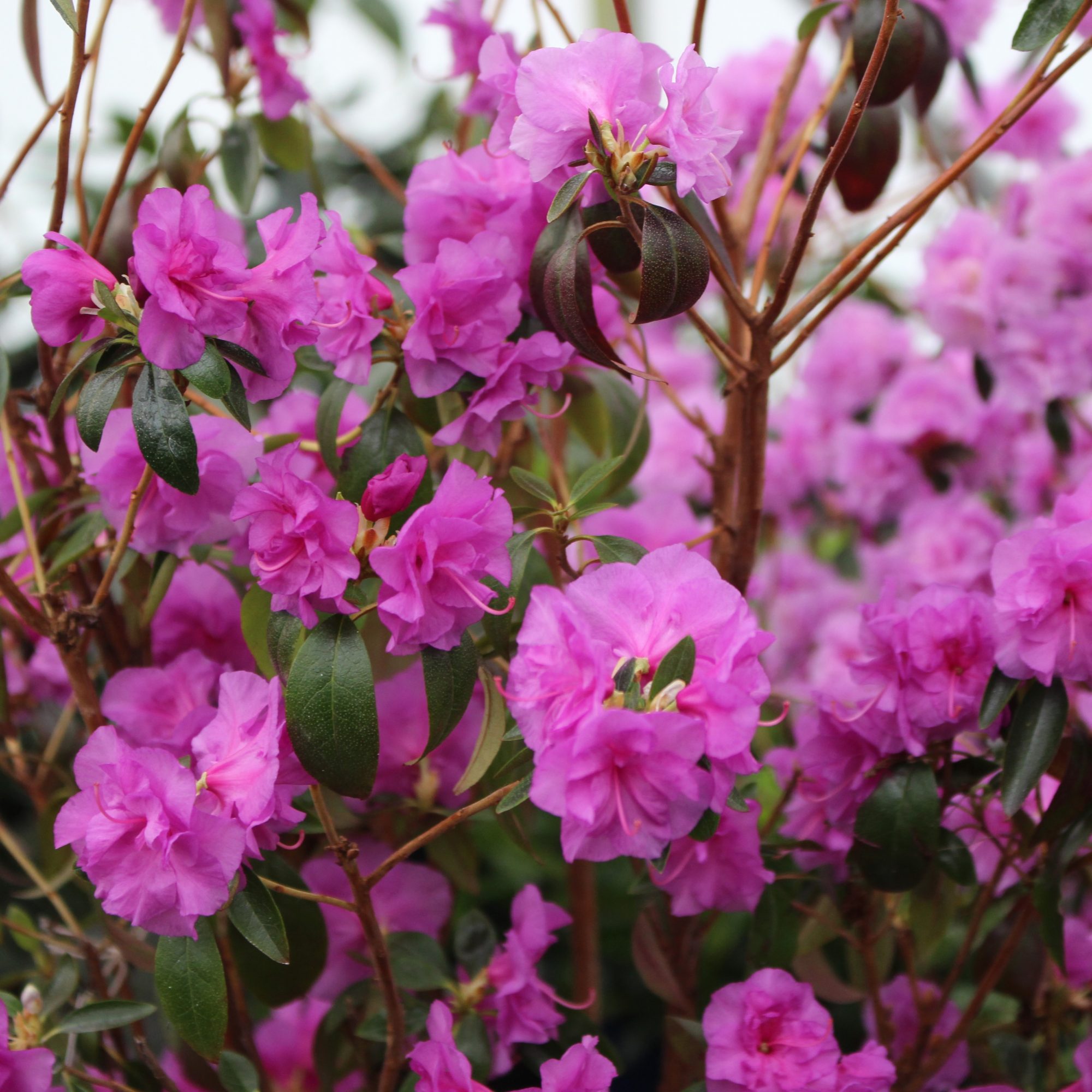 Rhododendron April Rose - Small Leaved Rhododendrons - Millais Nurseries