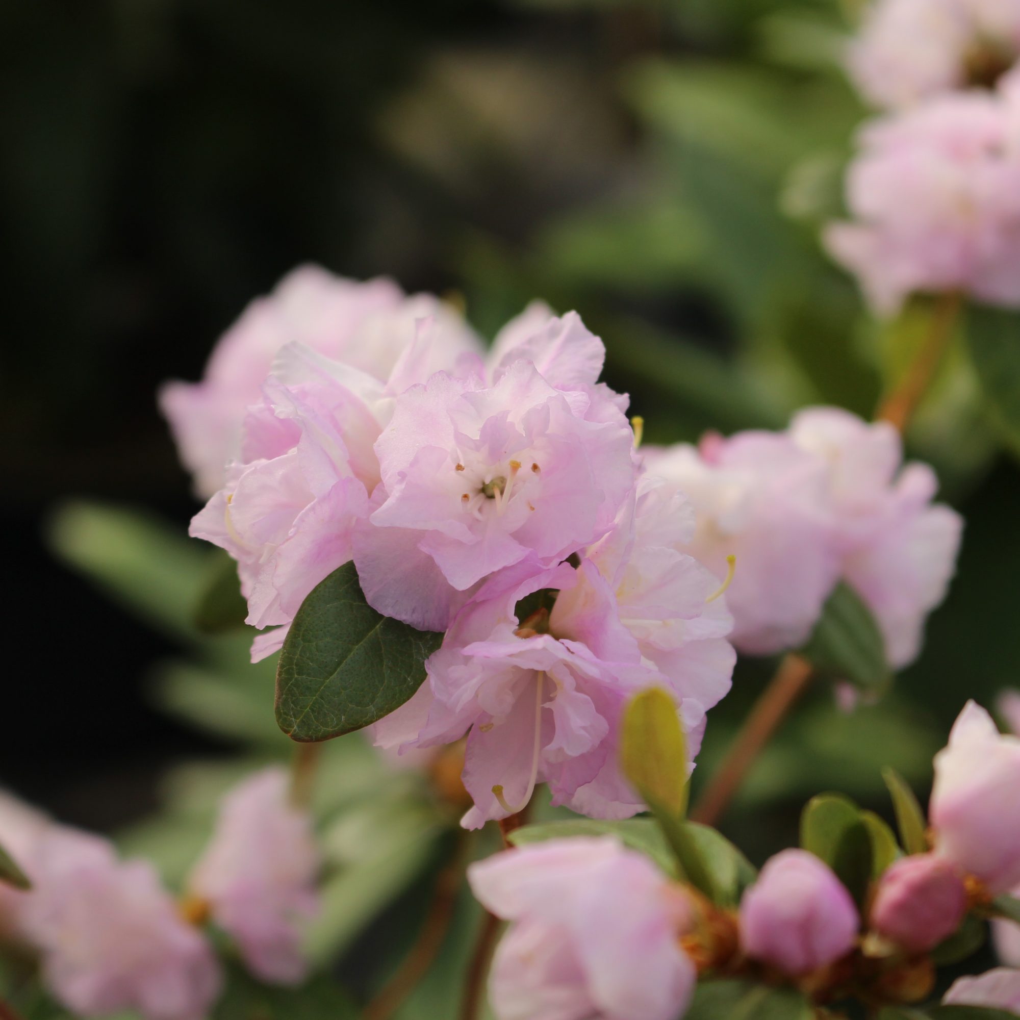 Rhododendron April Reign - Small Leaved Rhododendrons - Millais Nurseries