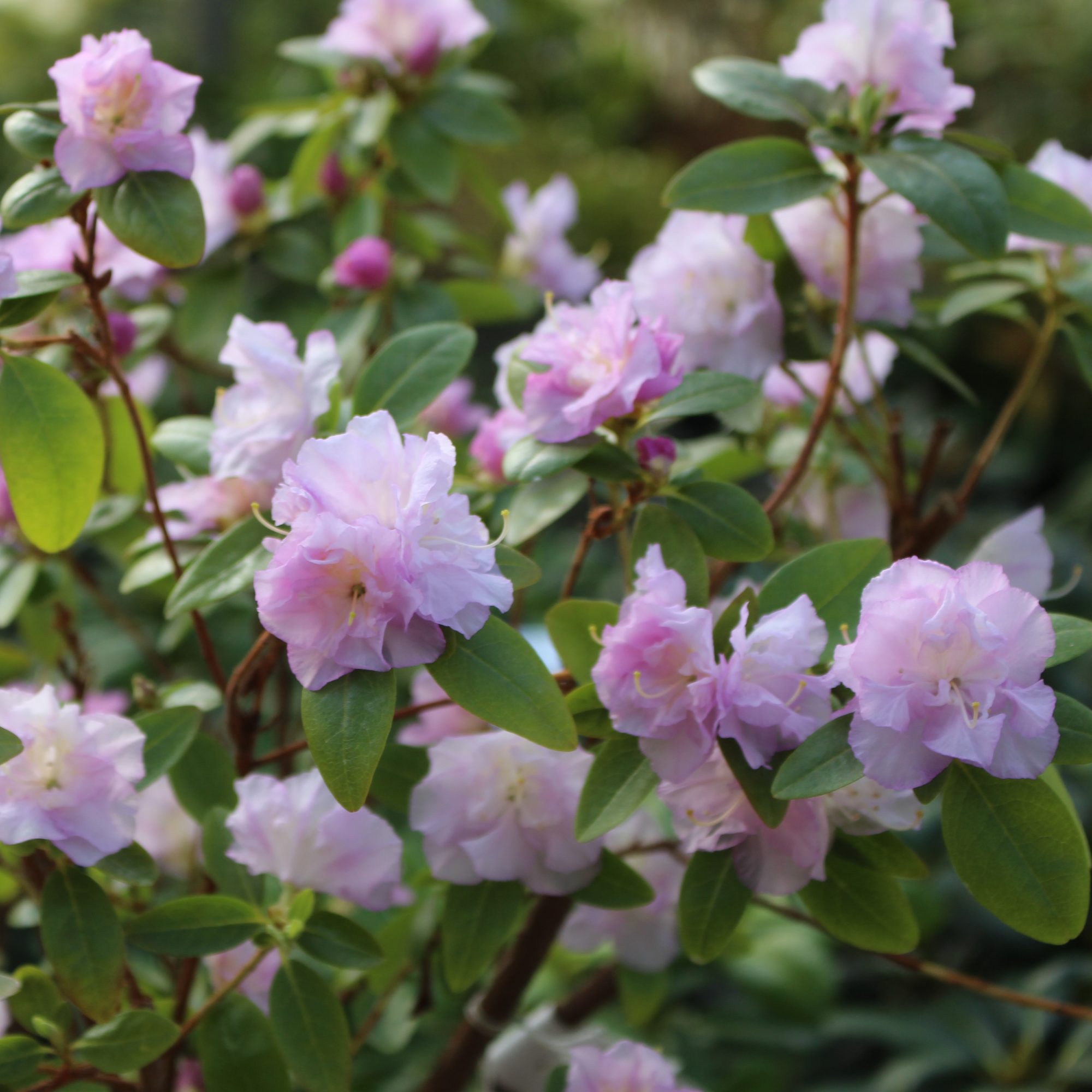 Rhododendron April Reign - Small Leaved Rhododendrons - Millais Nurseries