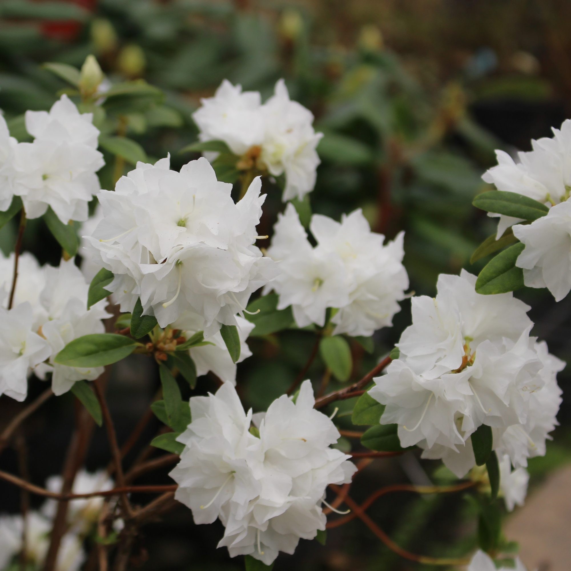 Rhododendron April Snow - Small Leaved Rhododendrons - Millais Nurseries
