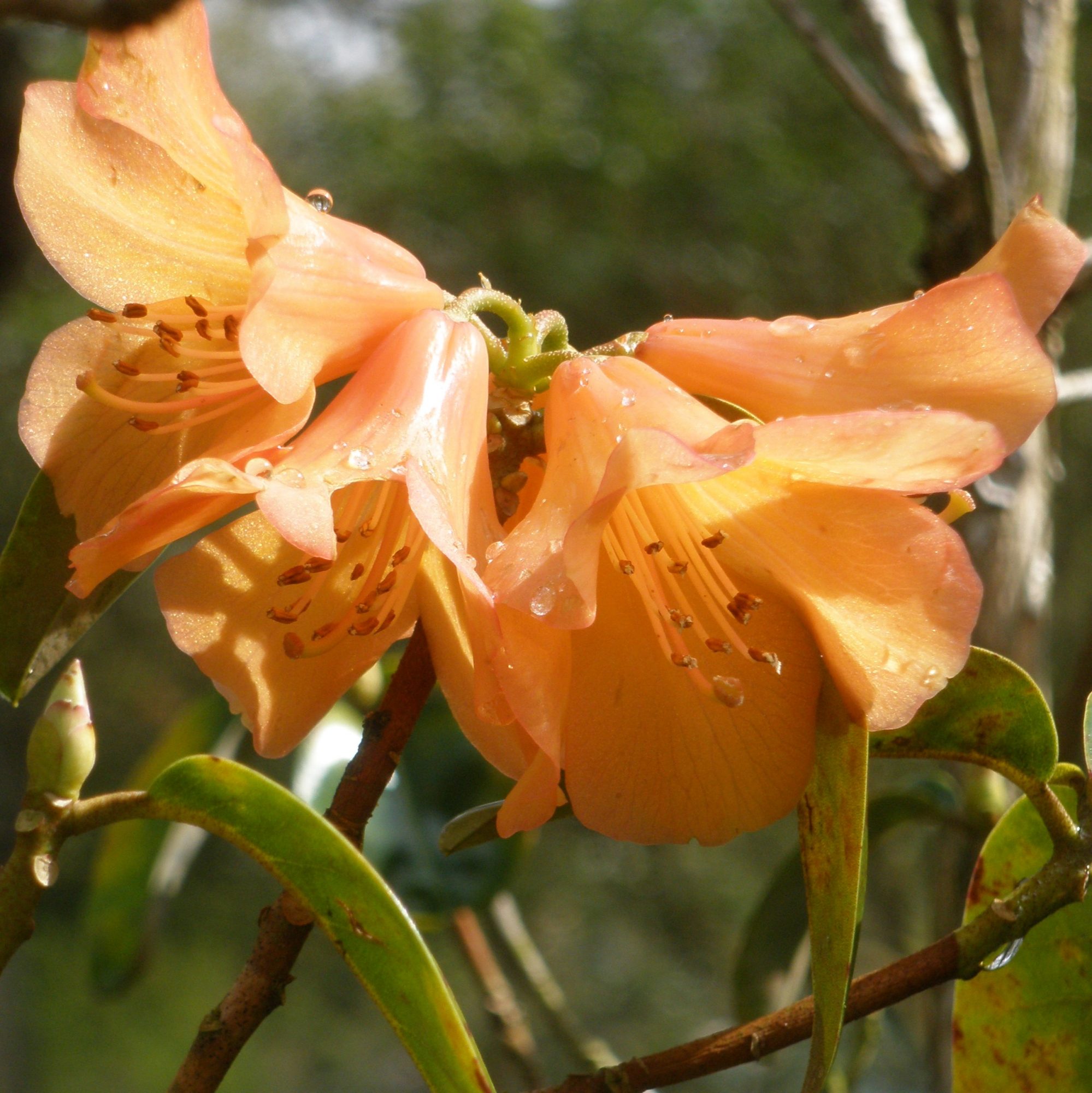Rhododendron Trewithin Orange - Small Leaved Rhododendrons - Millais  Nurseries