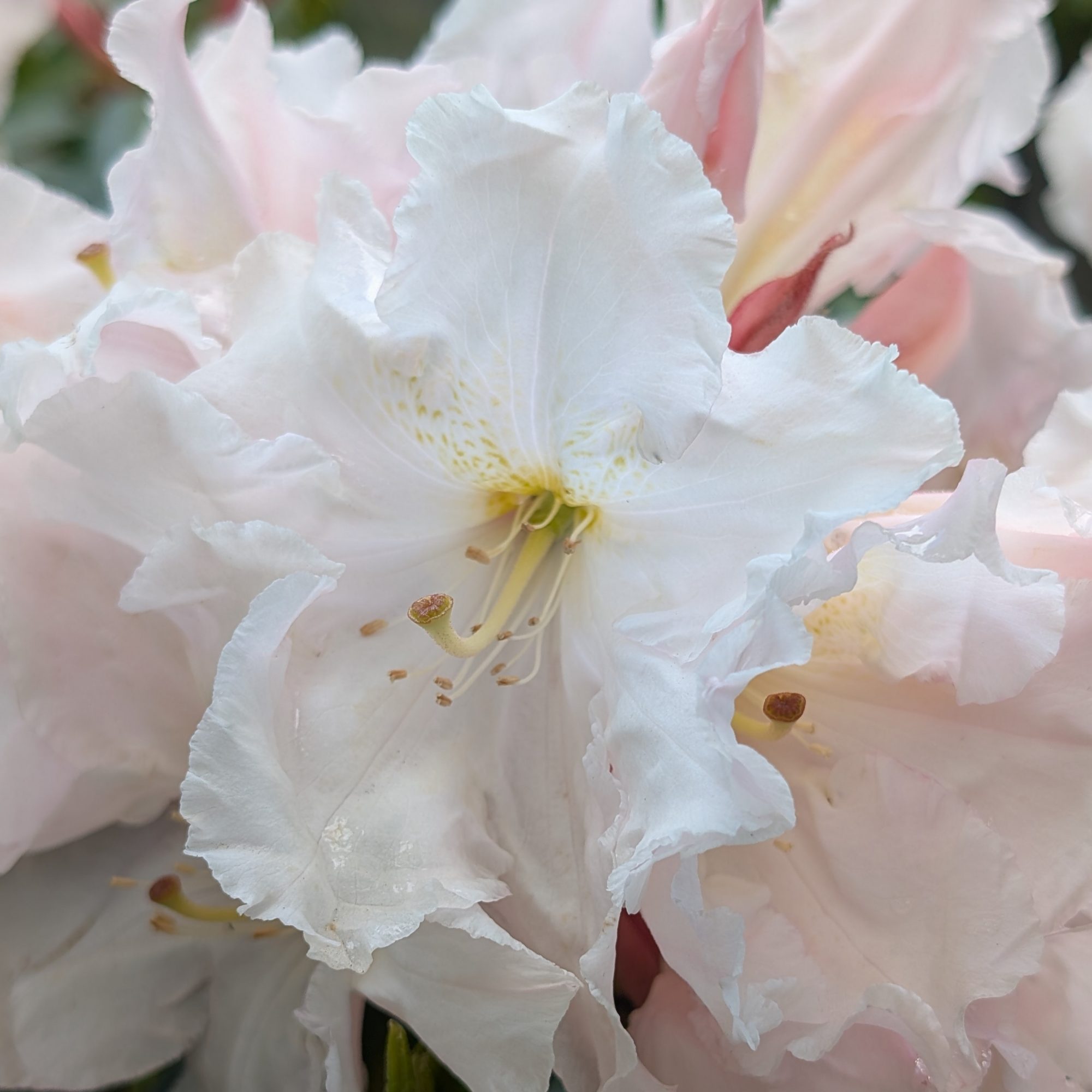 Rhododendron Wonderland - Tall Hybrid Rhododendrons - Millais Nurseries