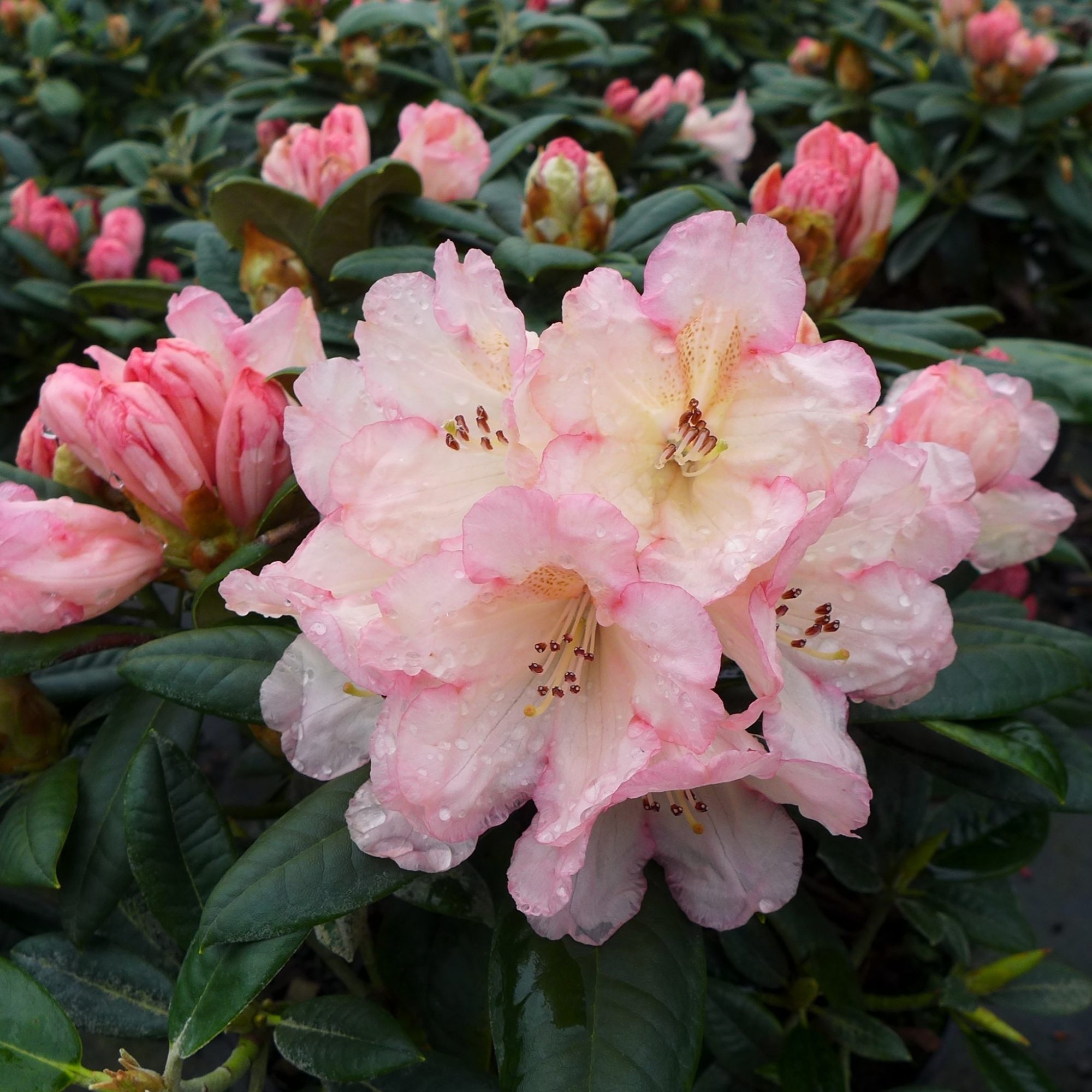 Compact Maximum Rhododendron Rhododendron Dusty Miller - Compact Rhododendrons - Millais Nurseries