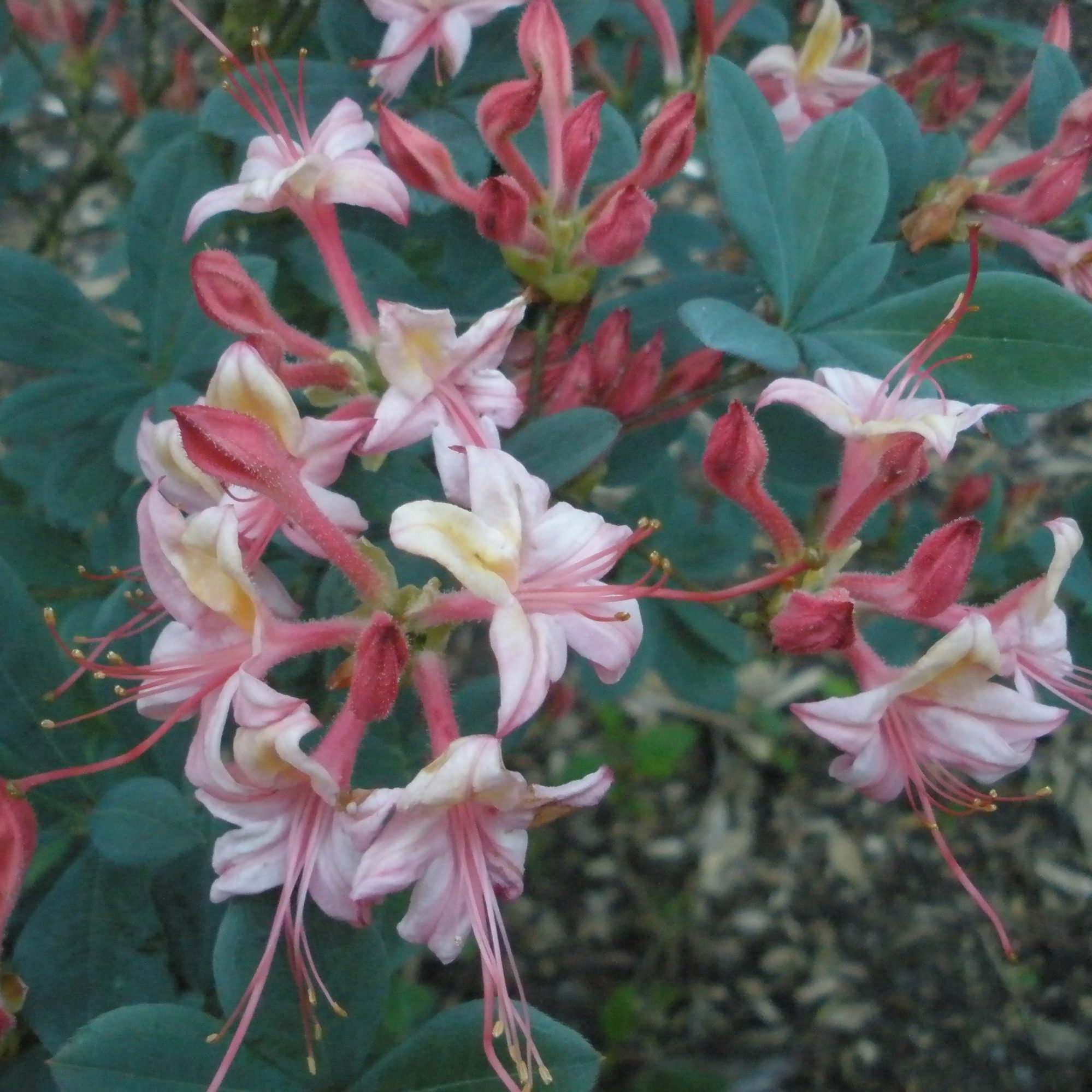 Midsummer Mermaid Azalea - Buy Rhododendron Midsummer Mermaid - Millais ...