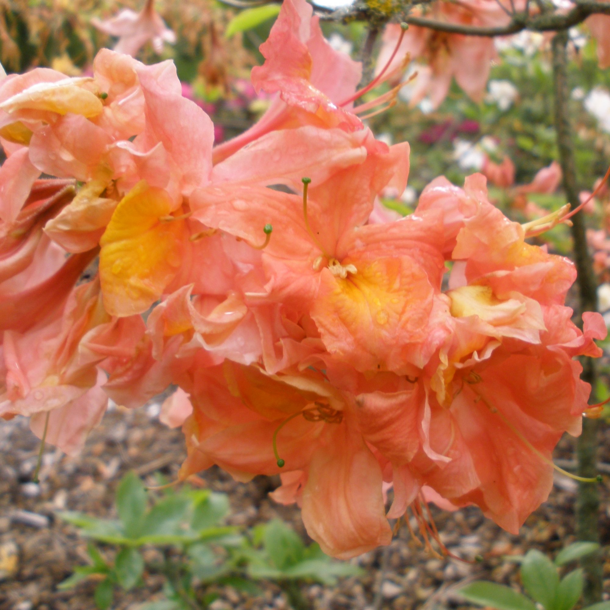 Mount St Helens Deciduous Azalea - Buy Rhododendron Mount St Helens