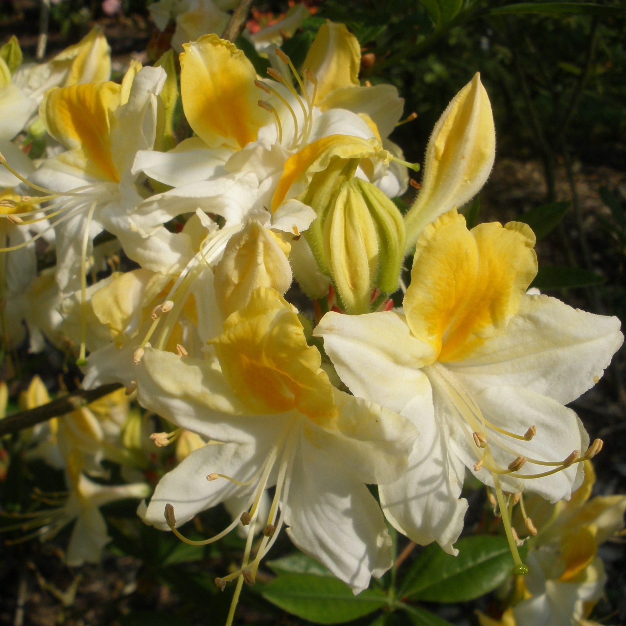 Northern Hi Lights Deciduous Azalea Buy Rhododendron Northern Hi