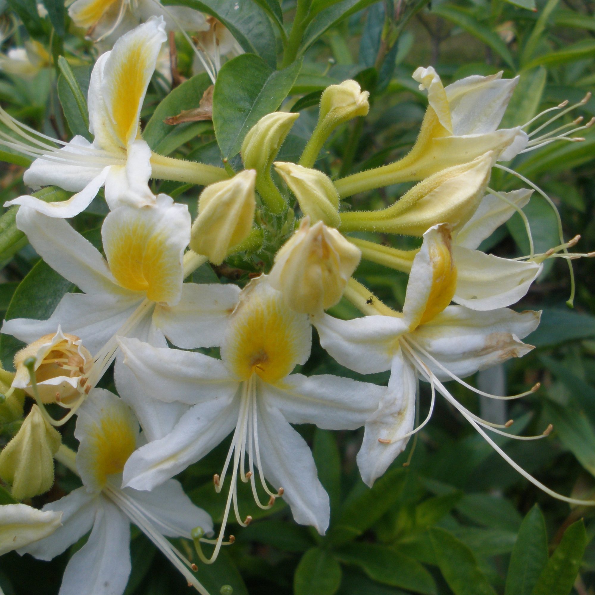 Summer Fragrance Deciduous Azalea Buy Rhododendron Summer Fragrance