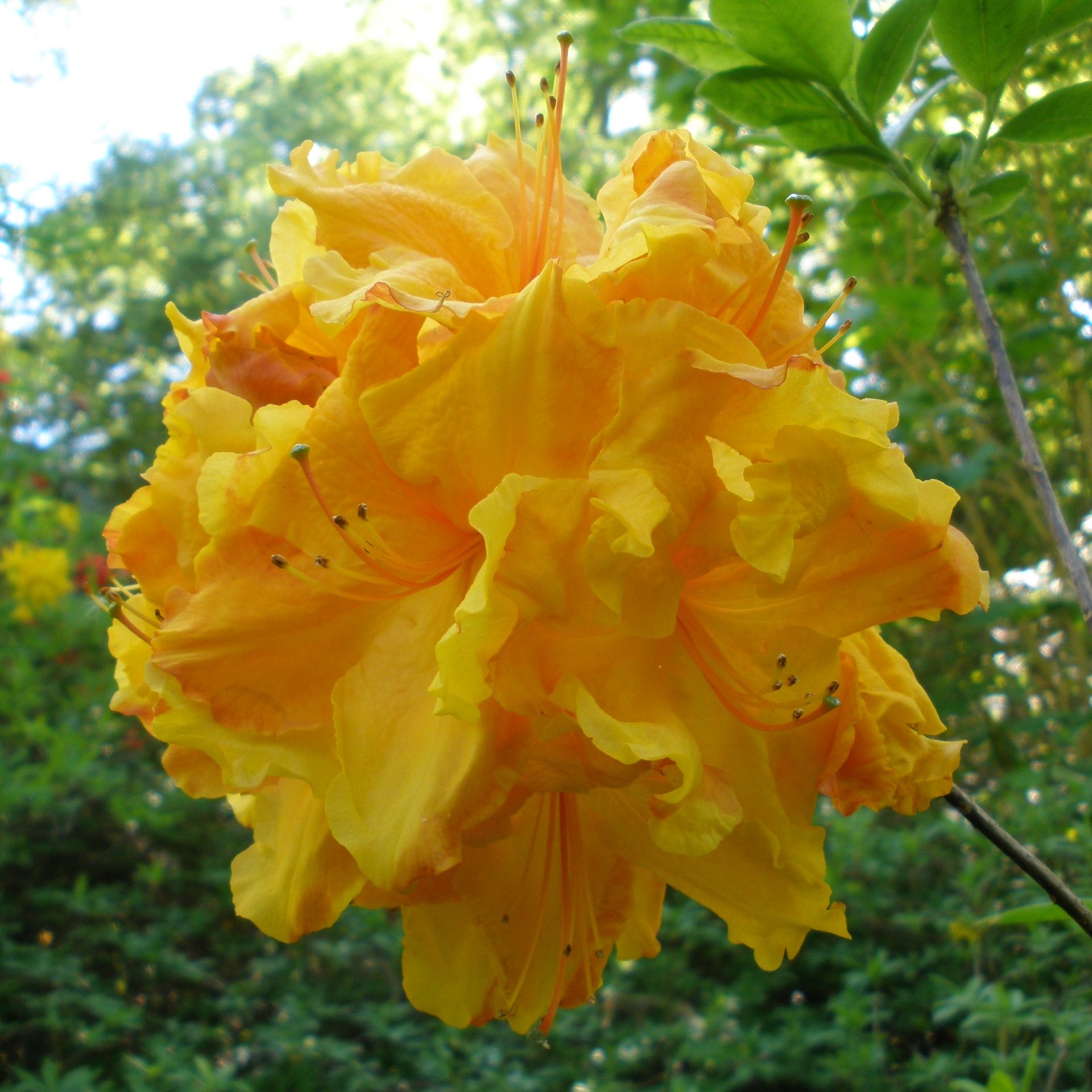 Sunte Nectarine Deciduous Azalea - Buy Rhododendron Sunte Nectarine ...