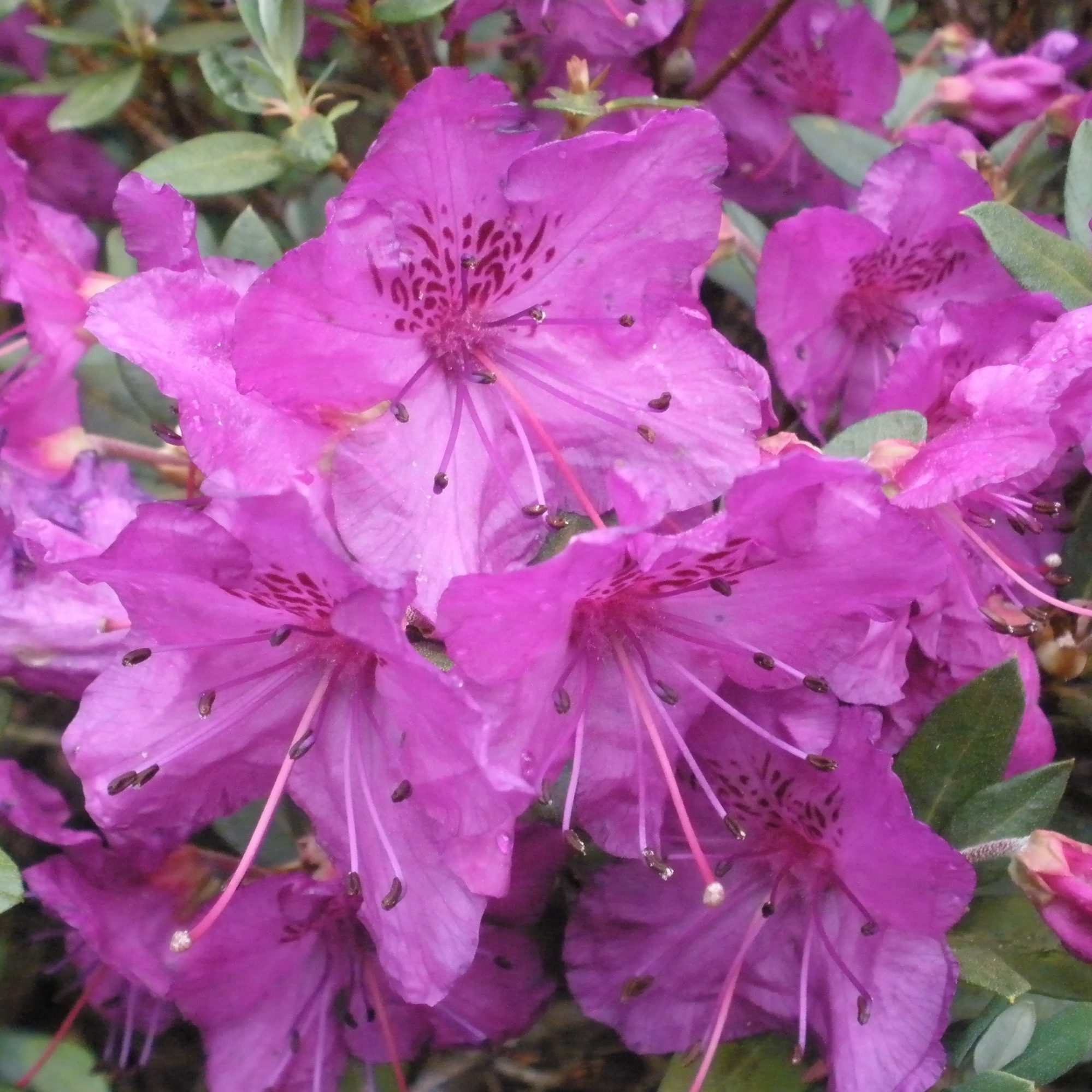 calostrotum riparoides Dwarf Rhododendron - Buy Rhododendron ...