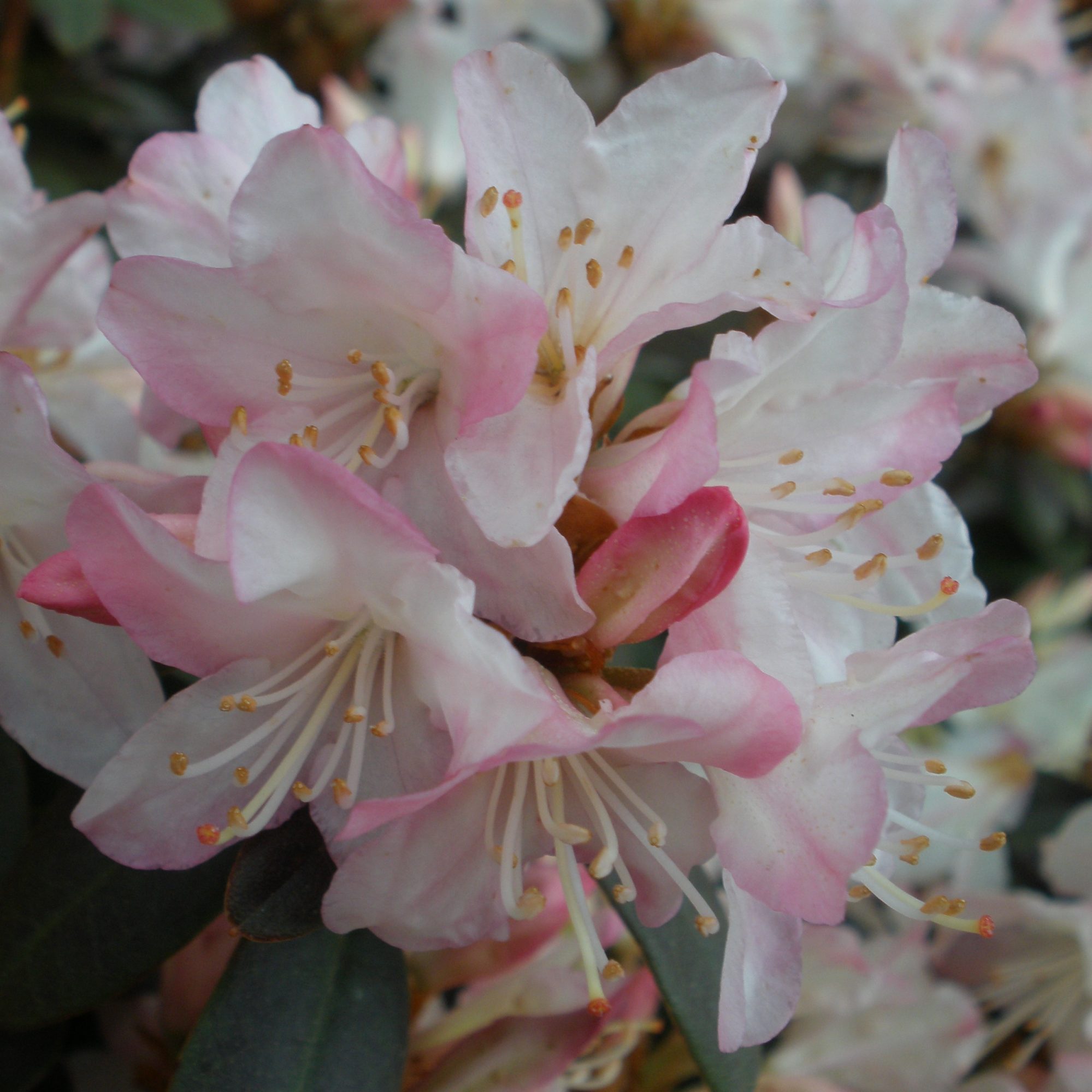Ginny Gee Dwarf Rhododendrons - Buy Rhododendron Ginny Gee online - Millais  Nurseries