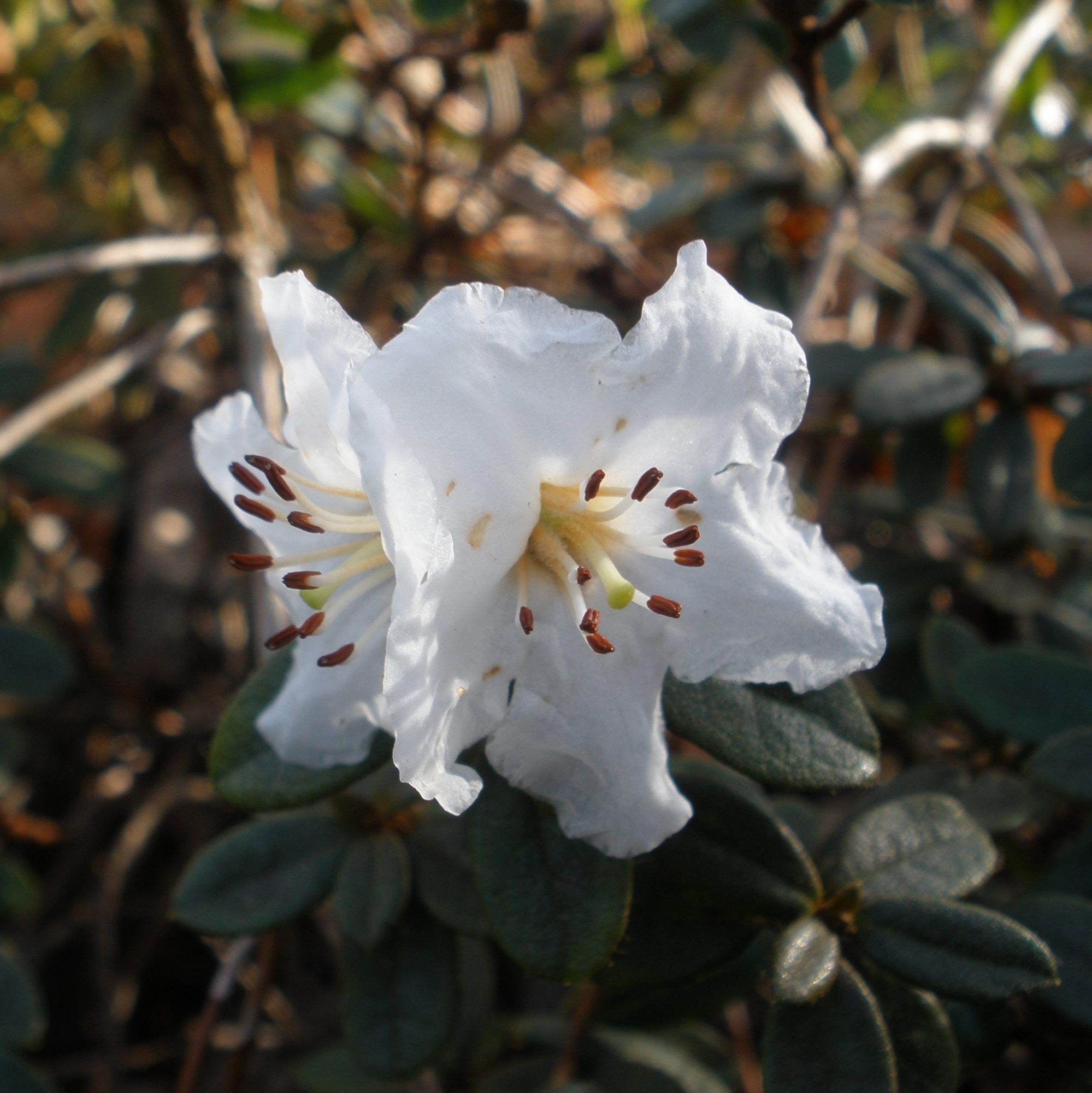 Ptarmigan Dwarf Rhododendrons - Buy Rhododendron Ptarmigan Online ...