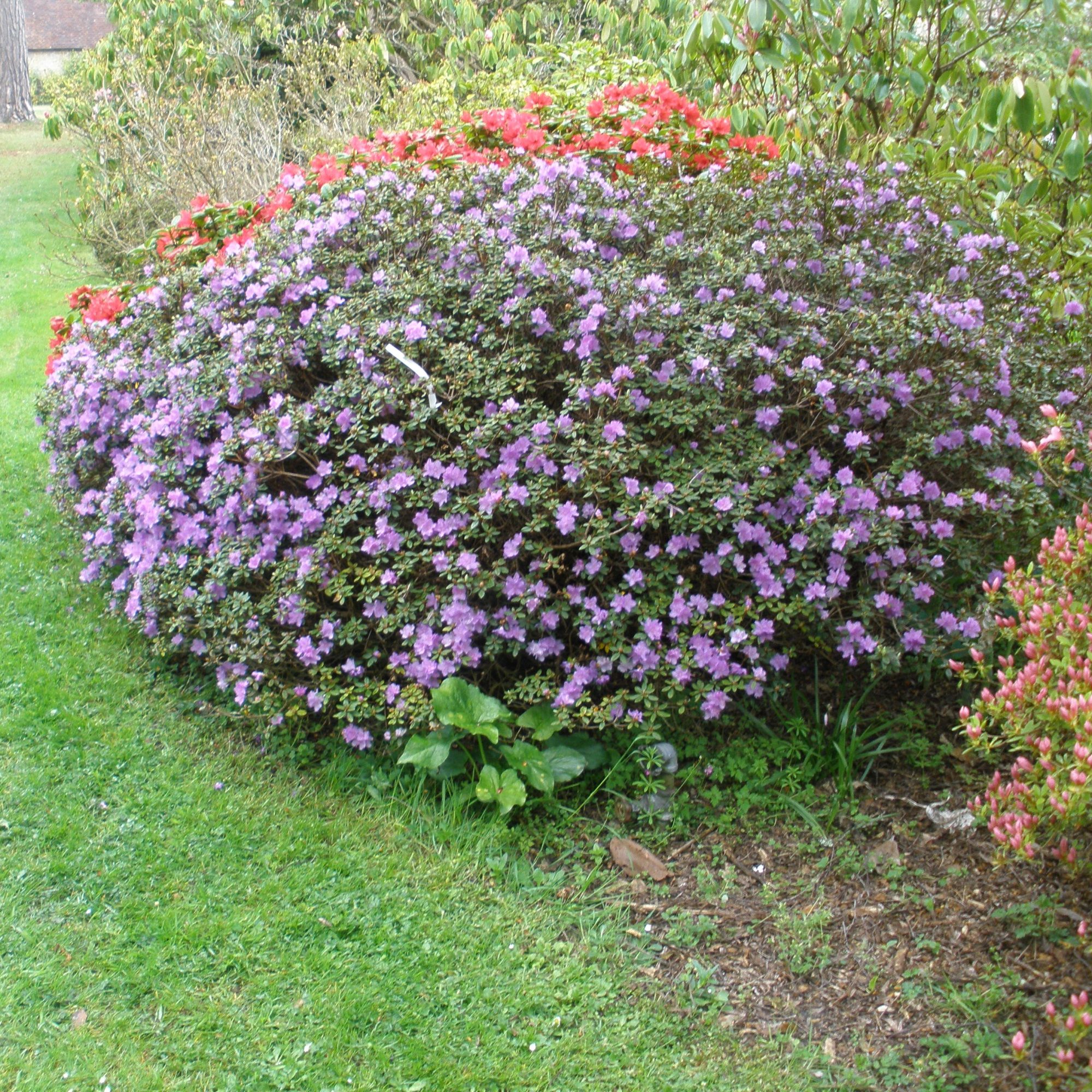 Ramapo Dwarf Rhododendrons Buy Rhododendron Ramapo Online Millais