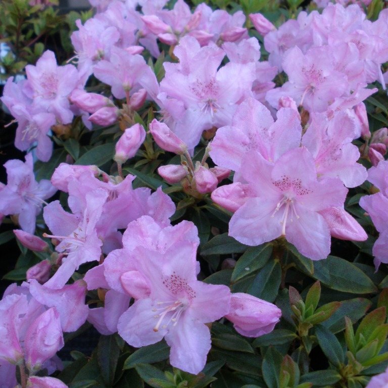 Robert Seleger Dwarf Rhododendrons - Buy Rhododendron Robert Seleger -  Millais Nurseries