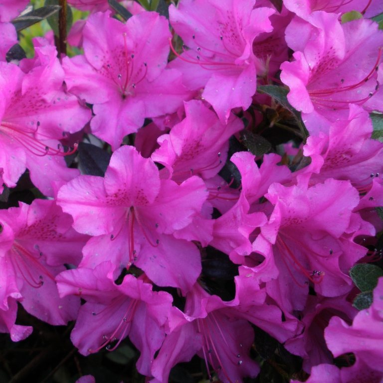 Blue Danube Evergreen Azalea - Buy Rhododendron Blue Danube online