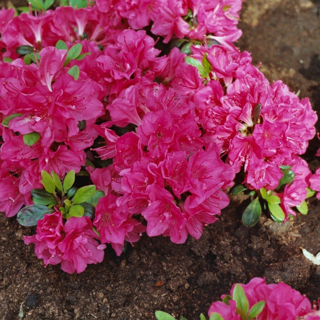 Evergreen Azalea Buy Rhododendron