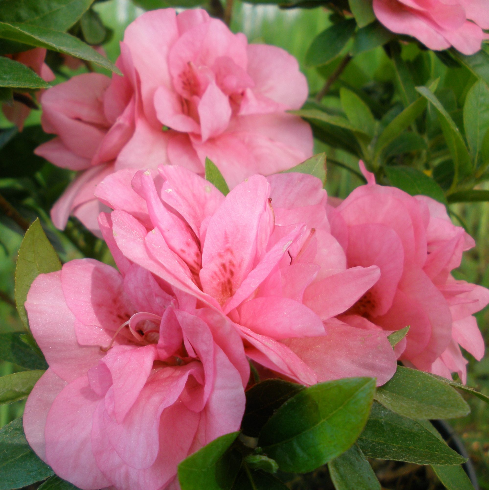 Edna Bee Evergreen Azalea - Buy Rhododendron Edna Bee online - Millais ...