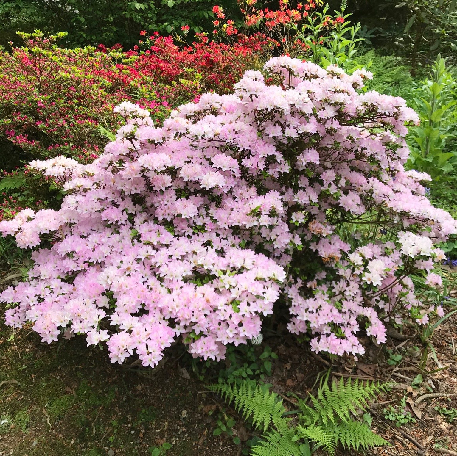Irohayama Evergreen Azalea Buy Rhododendron Irohayama online