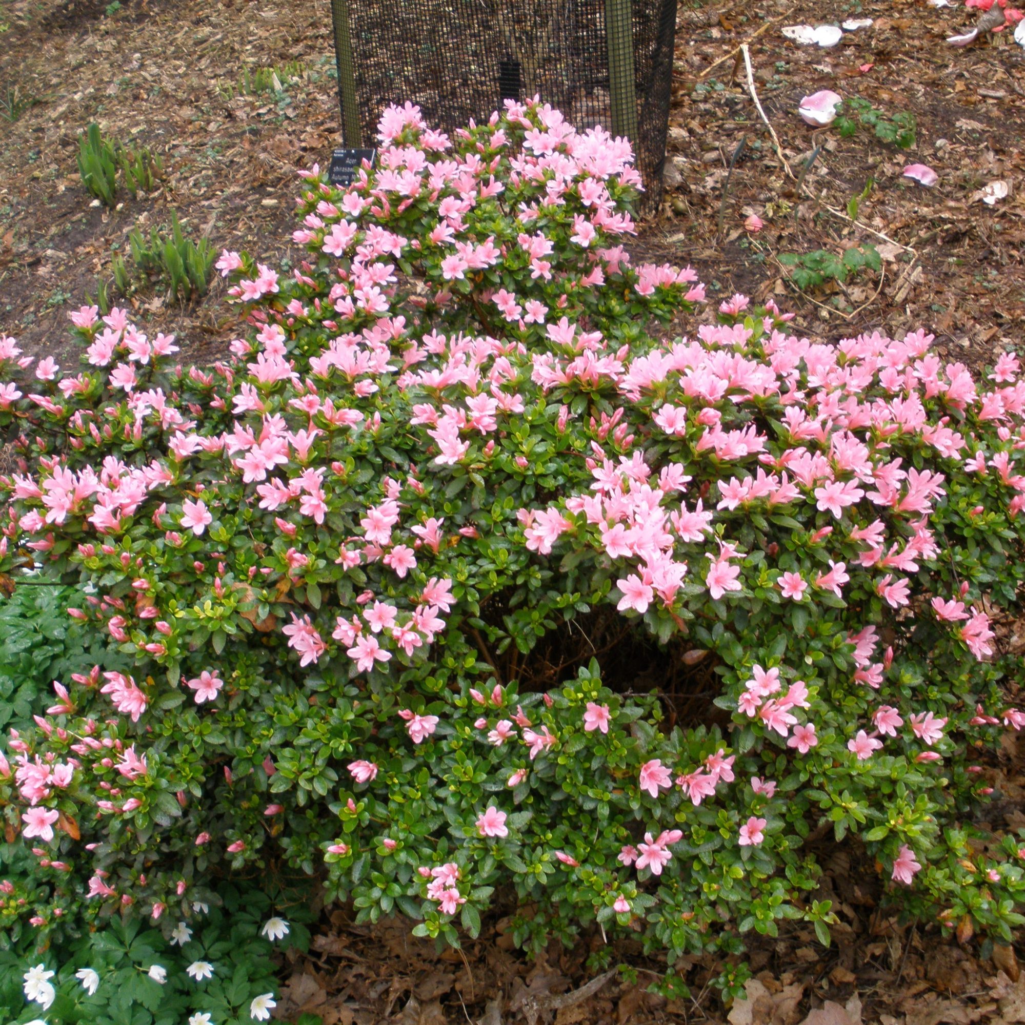 Kirin Evergreen Azalea Buy Rhododendron Kirin online Millais Nurseries