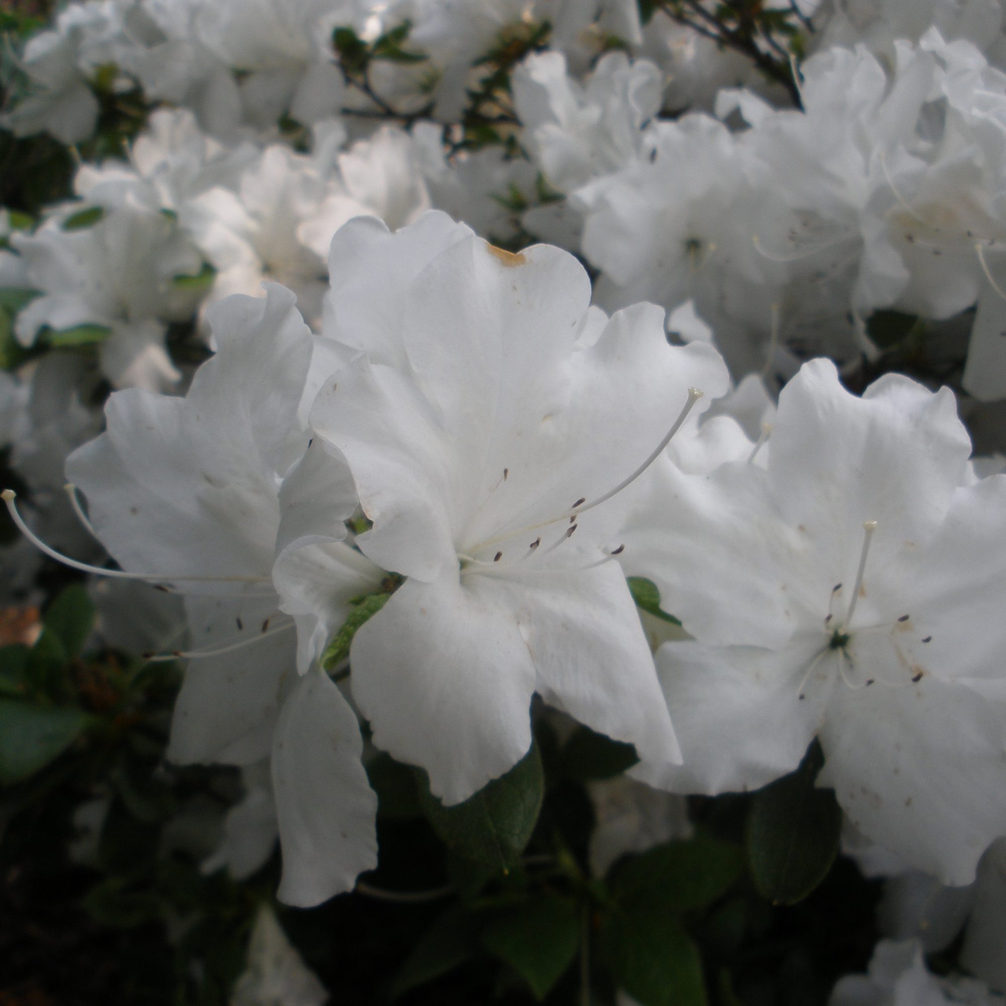 Niagara Evergreen Azalea Buy Rhododendron Niagara online Millais