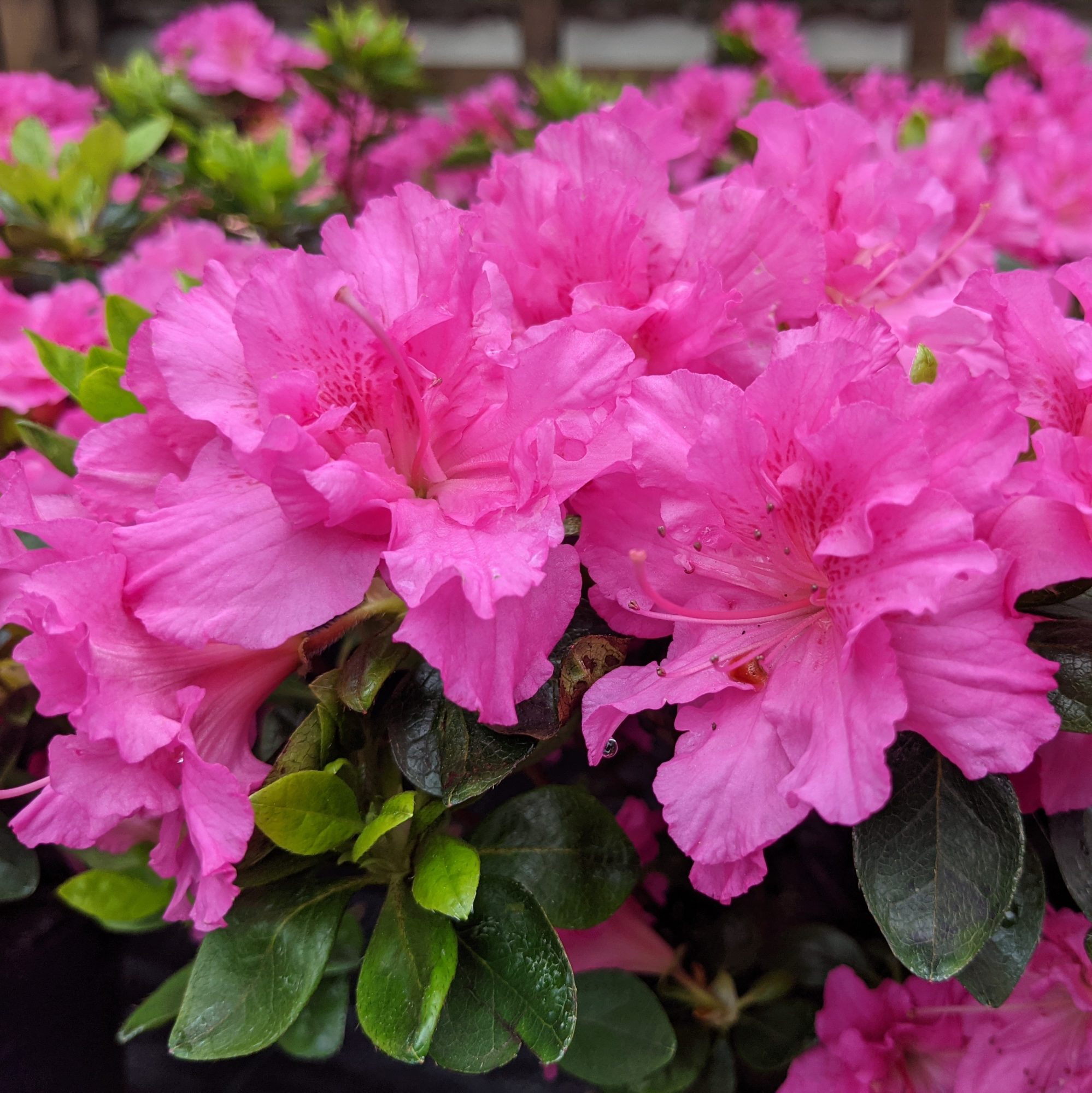 Azalea Petticoat Buy Petticoat Azaleas online Millais Nurseries