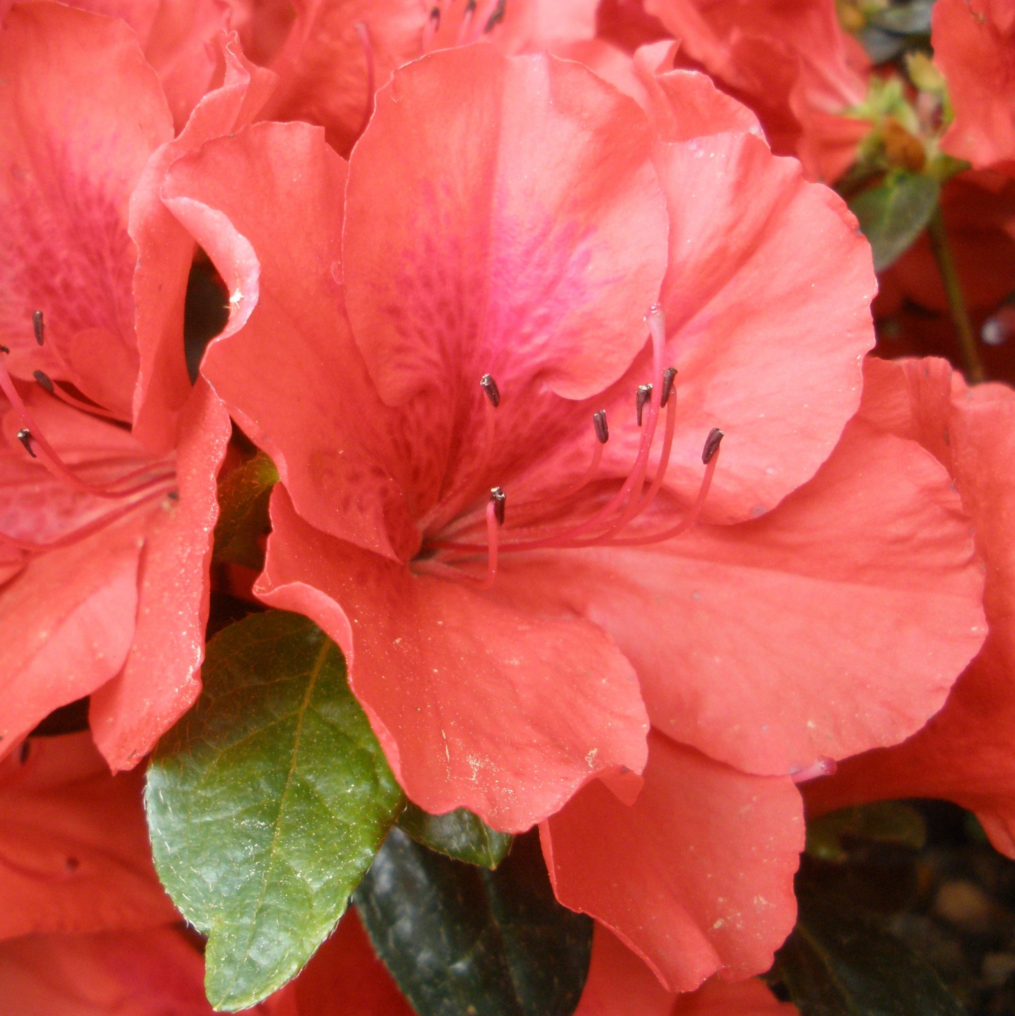 Santa Maria Evergreen Azalea Buy Rhododendron Santa Maria online