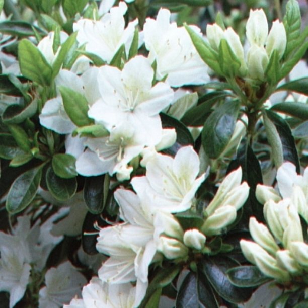 Image of Rhododendron Snow White deciduous azalea in full bloom