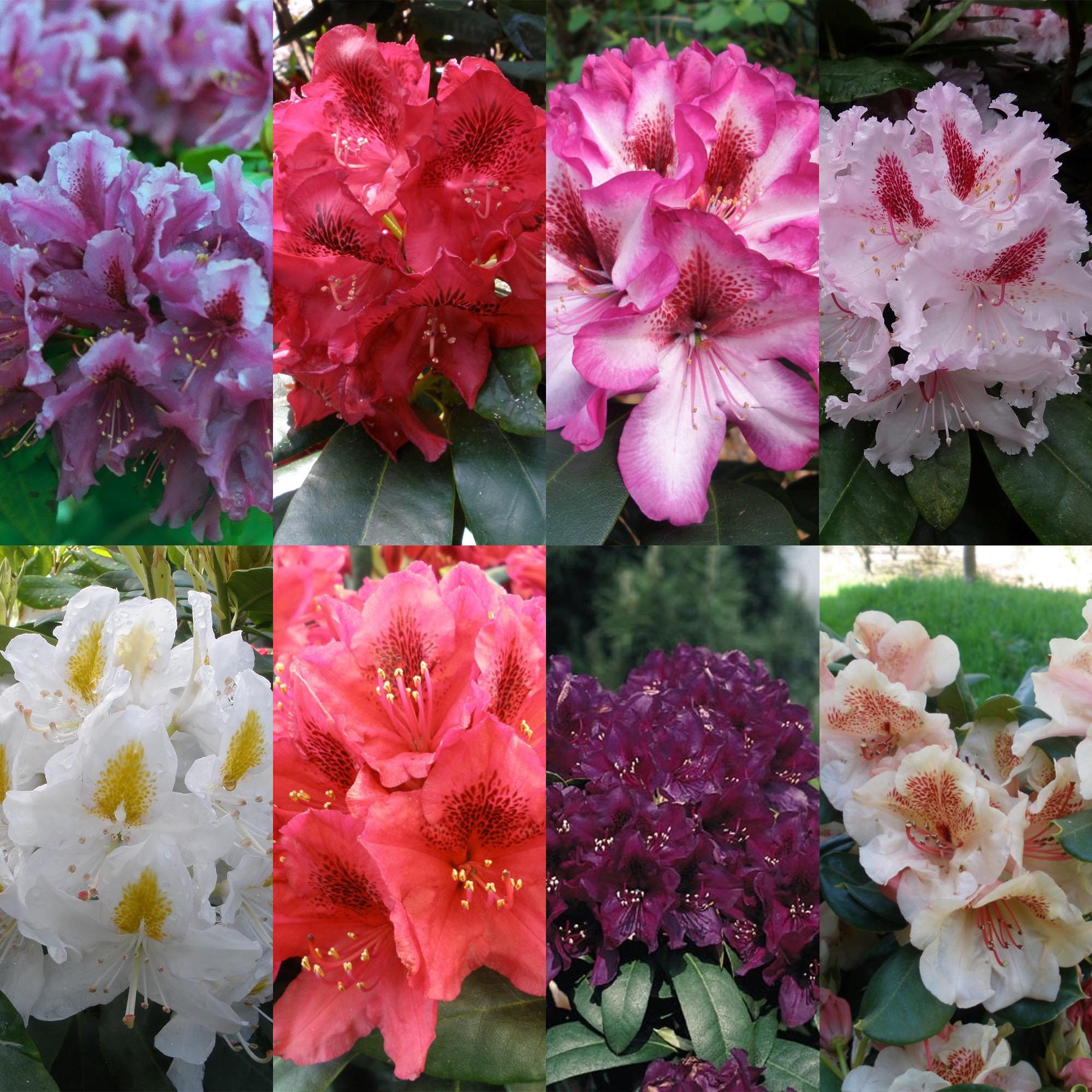 Hybrid Rhododendron Collection (24 x 5 litre plants) Millais Nurseries