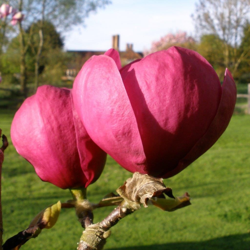 Magnolia Black Tulip Buy Black Tulip Magnolias online Millais Nurseries
