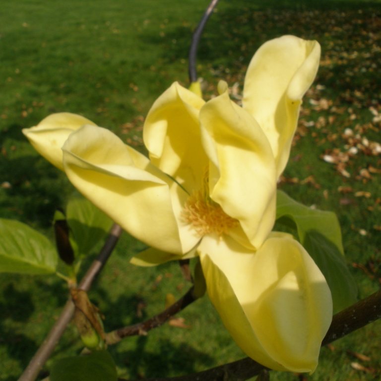 Magnolia Honey Liz Buy Honey Liz Magnolias online Millais Nurseries