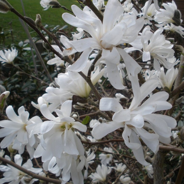 Magnolia stellata Buy stellata Magnolias online Millais Nurseries
