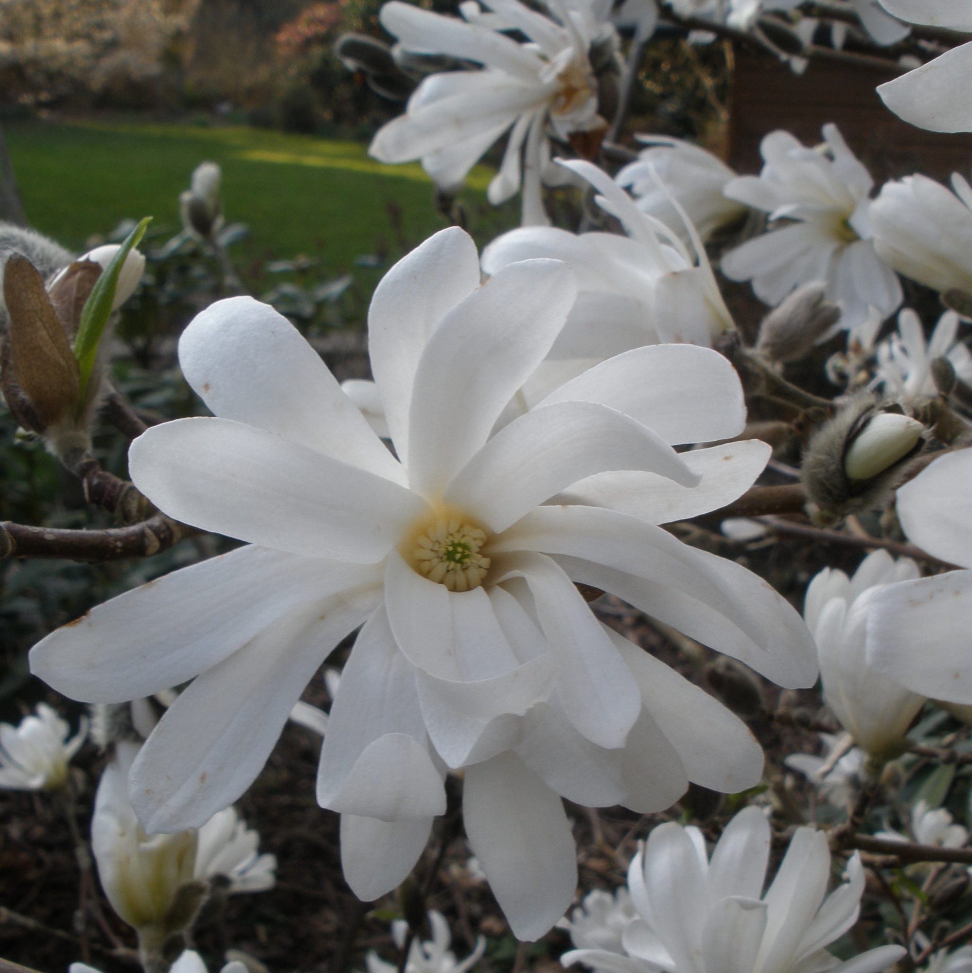 stellata 'Royal Star' Magnolias Buy Magnolia stellata 'Royal Star