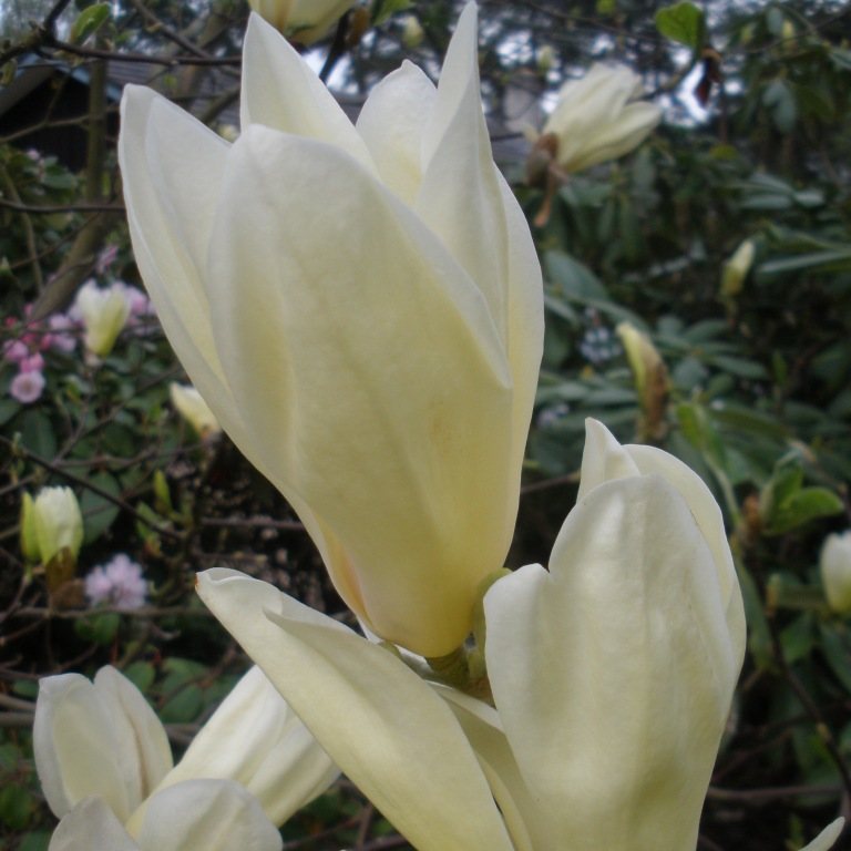 Yellow Lantern Magnolias Buy Magnolia 'Yellow Lantern' Online