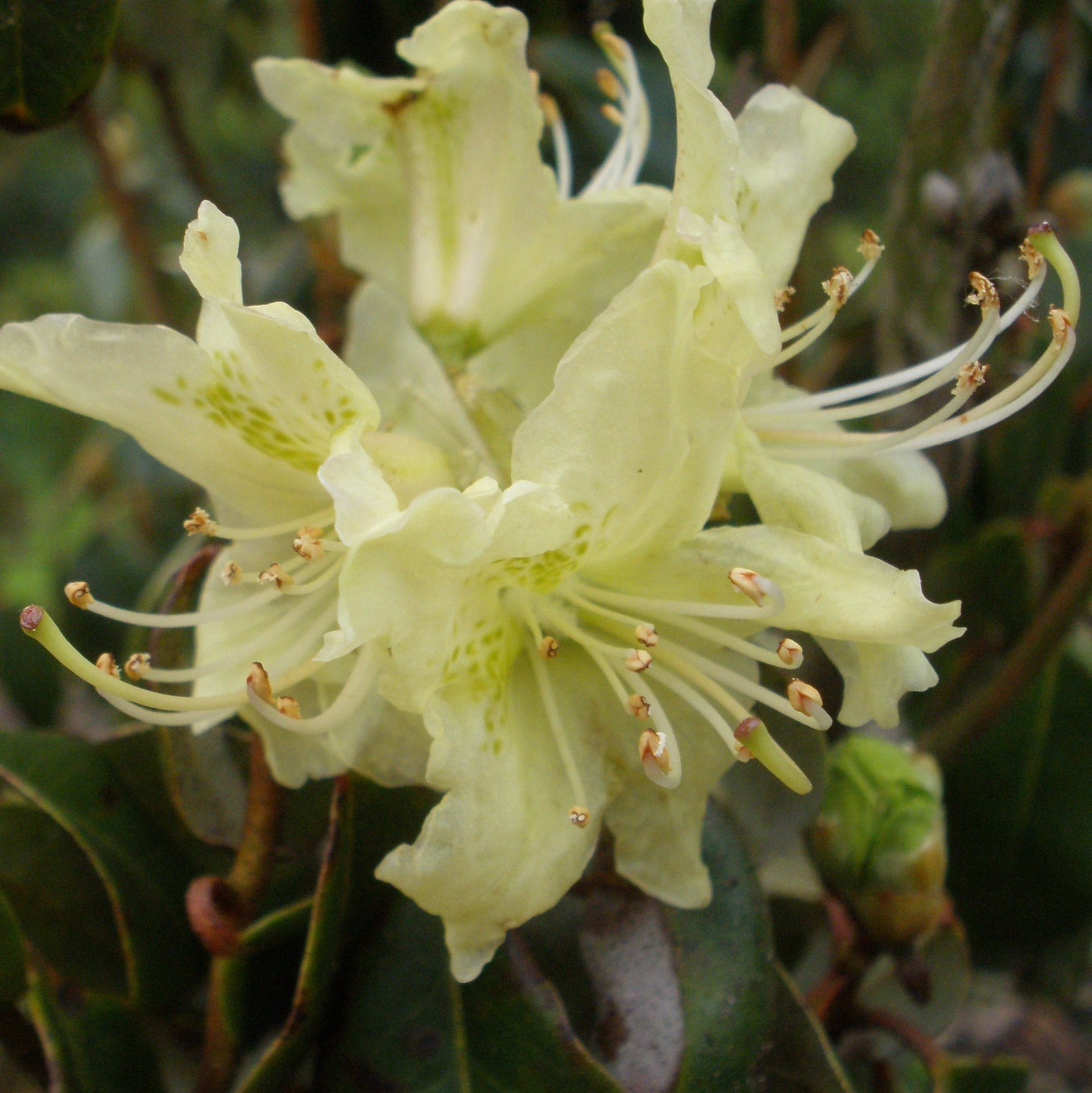 Rhododendron ambiguum 'Crosswater' Buy ambiguum Rhododendrons online