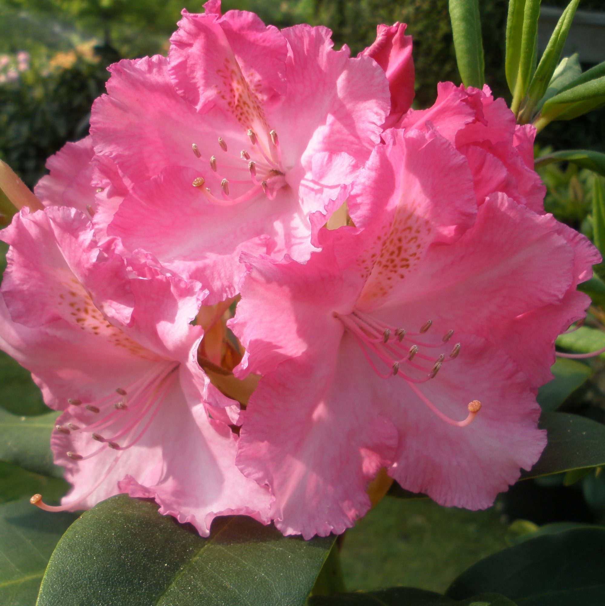 rhododendron griechenland Plantenwelt main image 0