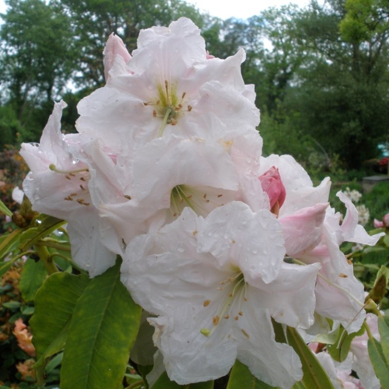 Rhododendron Angelo - Buy Angelo Rhododendrons Online - Millais Nurseries