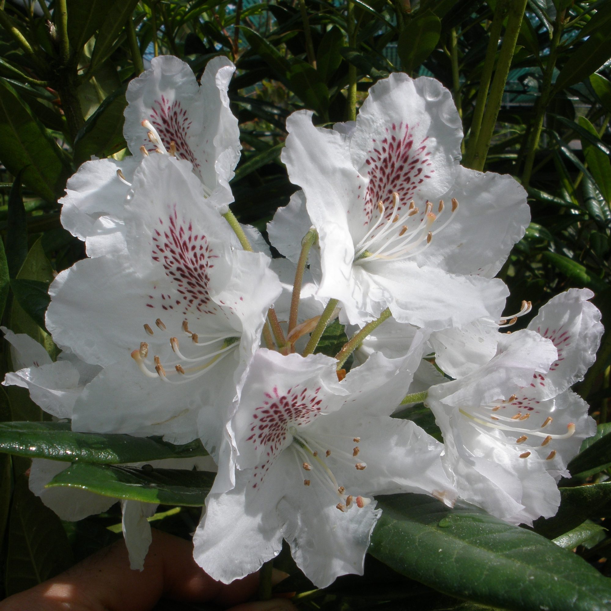 Rhododendron annae Buy annae Rhododendrons Online