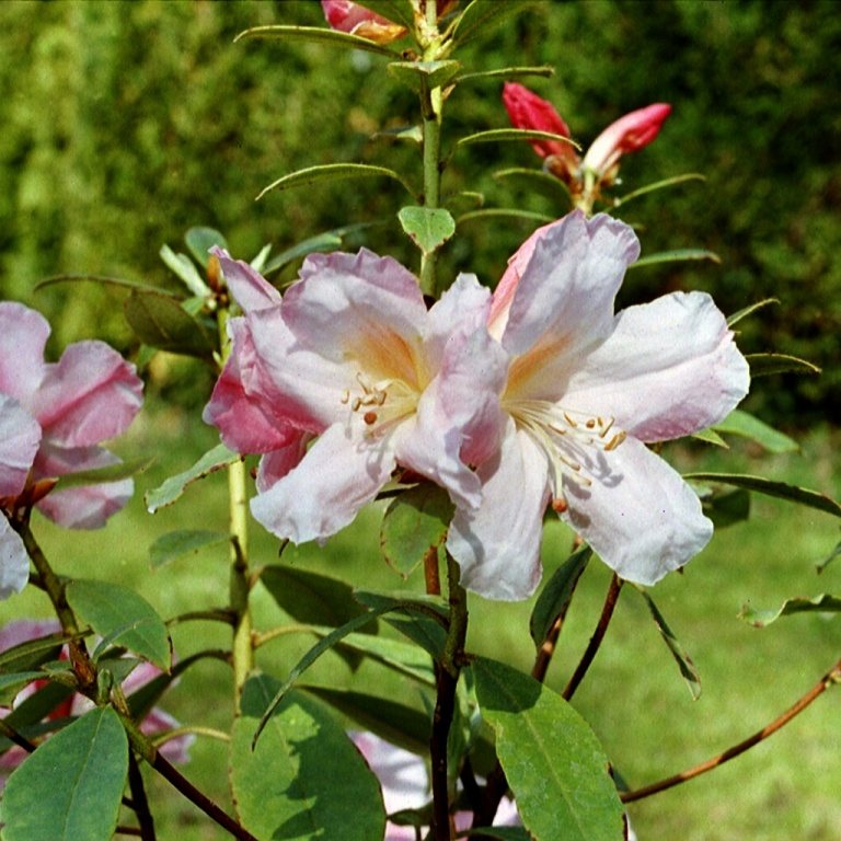 Rhododendron Anne Teese - Buy Anne Teese Rhododendrons online - Millais ...