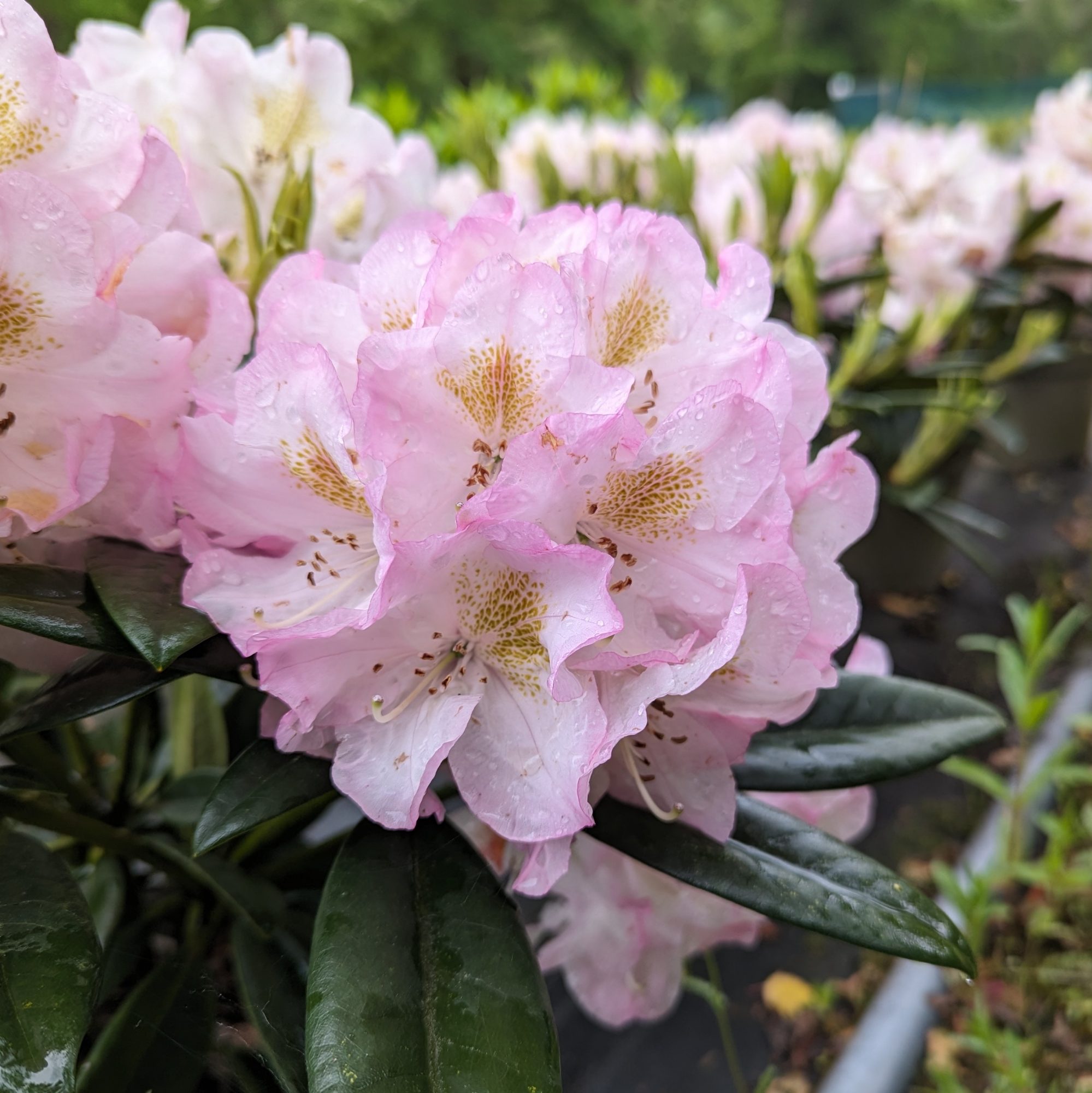 Rhododendron Brigitte - Buy Brigitte Rhododendrons Online - Millais  Nurseries