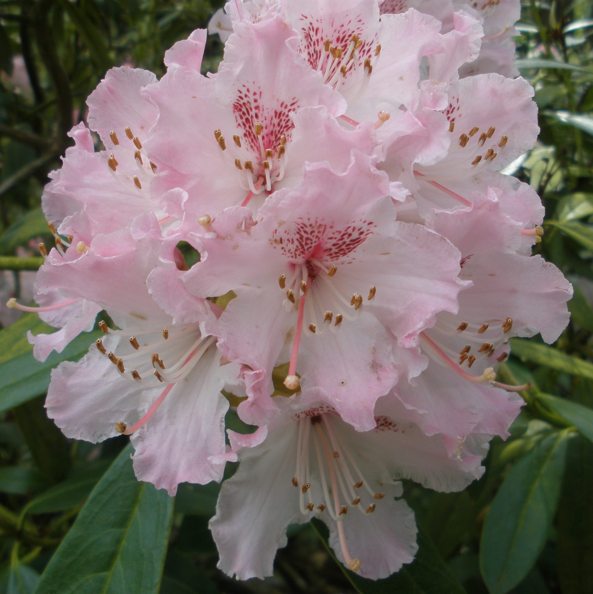 Rhododendron Caucasicum Pictum - Caucasicum Pictum Rhododendrons