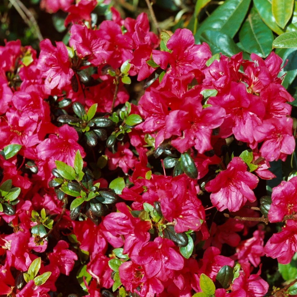 Azalea Maruschka STANDARD - Buy Maruschka STANDARD Azaleas - Millais