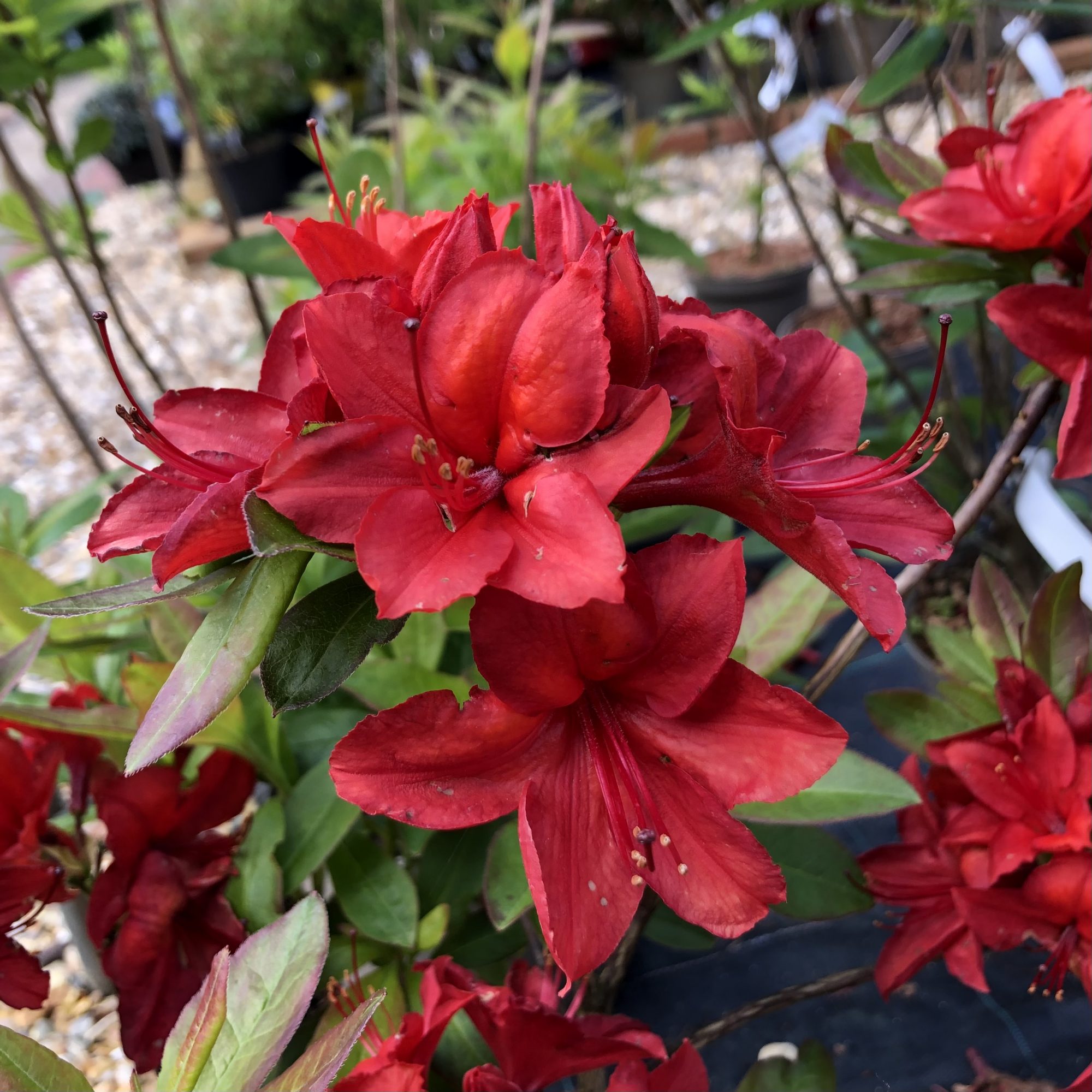 rhododendron viscosum millennium Weston's Millennium Swamp Azalea – Plant Detectives main image 1