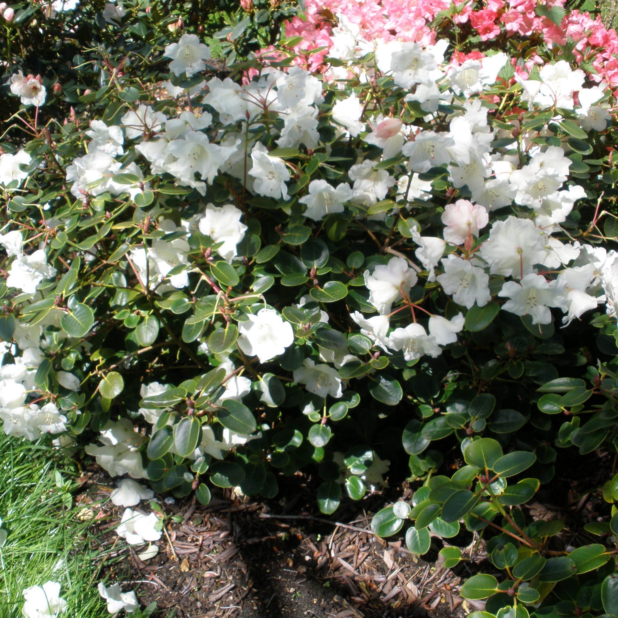 Cowslip Rhododendron - Buy Cowslip yakushimanum Rhododendrons online ...