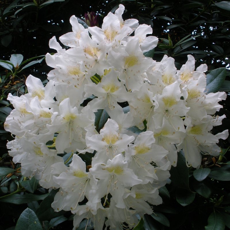 Rhododendron Cunninghams White - Cunninghams White Rhododendrons