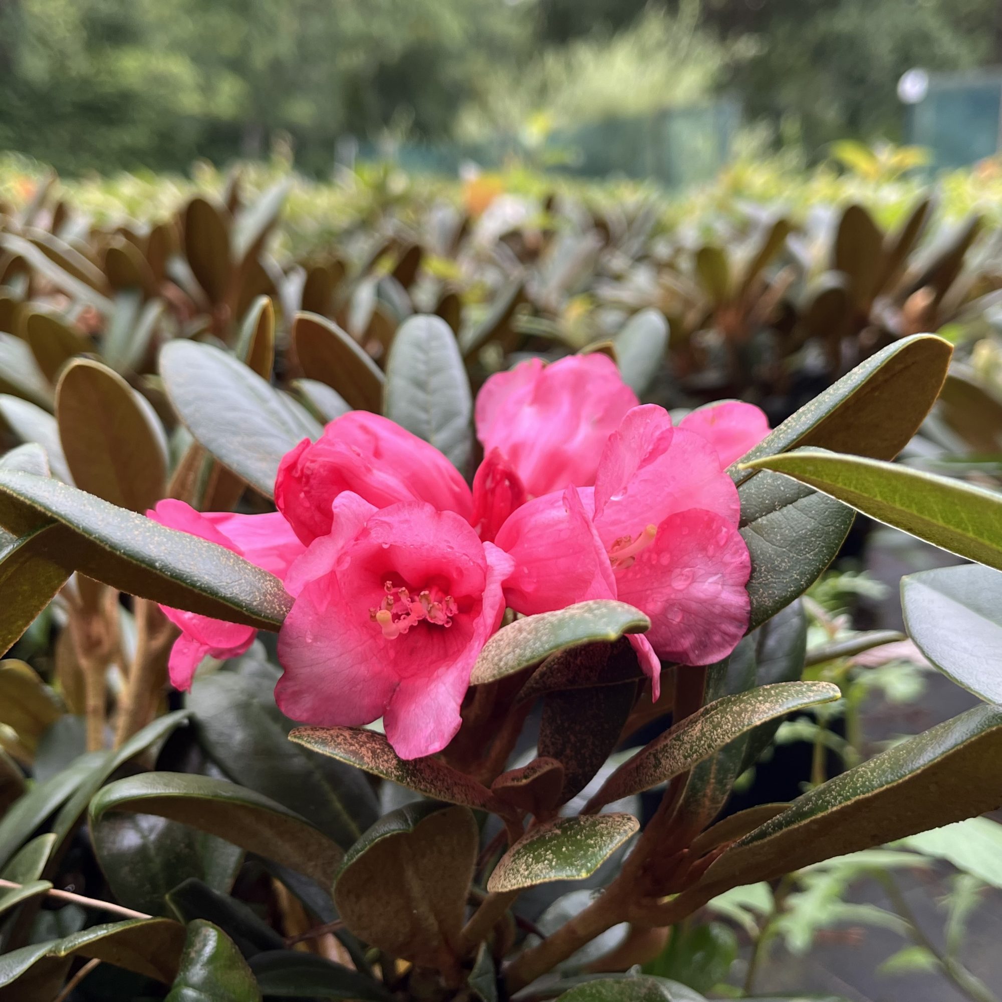 Rhododendron Debbie Dane Millais Nurseries