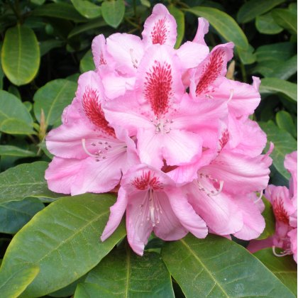 Rhododendron Furnivall's Daughter  AGM