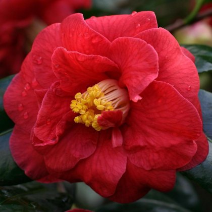 Camellia japonica 'Adolphe Audusson'  AGM