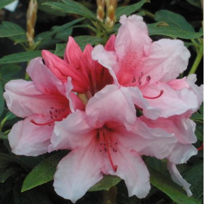Rhododendron Hydon Dawn  AGM