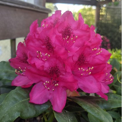 Rhododendron Nova Zembla