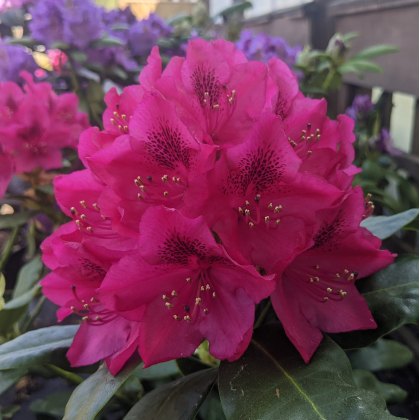 Rhododendron Nova Zembla