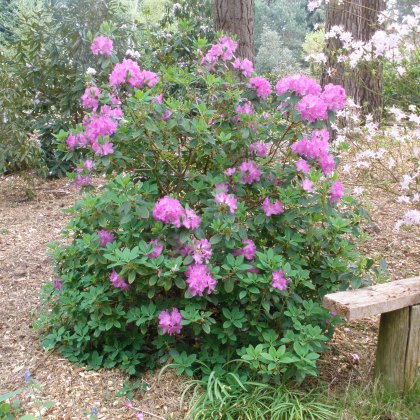 Rhododendron oreotrephes 'Pentland'   AGM